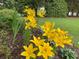 Lush yellow lilies in a landscaped front yard at 2619 Green Meadows Ln, Brookhaven, GA 30319