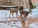 Three deer in a snowy wooded area at 215 Heirloom Ct, Alpharetta, GA 30022