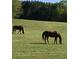 Horses graze peacefully in a lush, expansive pasture, evoking a sense of rural tranquility at 75 Rivercreek Xing, Kingston, GA 30145