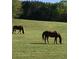 Two horses graze in a lush green pasture with a tree line in the background at 75 Rivercreek Xing, Kingston, GA 30145