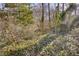 Wooded backyard with mature trees and undergrowth at 605 Spruce Dr, Pine Lake, GA 30072