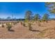 New growth trees line the perimeter of the property at 3228 Rosebud Rd, Loganville, GA 30052