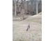 Wild turkey in the backyard, highlighting the property's natural surroundings at 4720 Cliffside Ct, Marietta, GA 30067