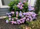 Picturesque garden showcasing hydrangea bushes in shades of pink and purple, adding charm to the property at 2425 Park Ave, Austell, GA 30106