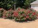 Landscaped yard with beautiful rose bushes at 9415 Grande Dr, Winston, GA 30187