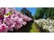 Stunning azalea bushes line a pathway near the home at 1401 Walcutts Nw Way, Marietta, GA 30064