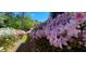 Beautiful pathway lined with pink and white azaleas at 1401 Walcutts Nw Way, Marietta, GA 30064