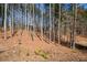 Wooded area behind the property at 202 Greentree Trl, Temple, GA 30179