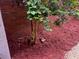 The backyard features a small tree, mulch ground covering, and brick privacy fence at 6851 Roswell Rd # J1, Atlanta, GA 30328
