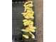 Abundant harvest of yellow and green squash at 248 Billy Bullock Rd, Dallas, GA 30157