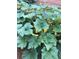 Yellow squash plants growing in garden at 248 Billy Bullock Rd, Dallas, GA 30157