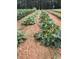 Rows of zucchini plants growing in garden at 248 Billy Bullock Rd, Dallas, GA 30157