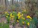 Landscaped flowerbed with yellow daffodils at 3781 Anneewakee Rd, Douglasville, GA 30135