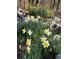 Landscaped flowerbed with daffodils at 3781 Anneewakee Rd, Douglasville, GA 30135