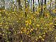 Large forsythia bush in full bloom at 3781 Anneewakee Rd, Douglasville, GA 30135