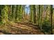 Wooded area with a walking path featuring dense trees and a sunlit clearing at the end at 2732 Suwanee Se Way, Marietta, GA 30067