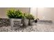 Bathroom vanity with granite countertop and decorative plants at 213 Cades Ct, Mcdonough, GA 30252