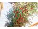 Close-up of a tree with many red berries at 3312 Northcrest Rd # A, Atlanta, GA 30340