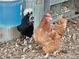 Two chickens in a coop setting at 4320 Center Hill Church Rd, Loganville, GA 30052