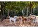 Dogs playing in a shady park with trees and rocks at 4160 Cavalier Way, Duluth, GA 30097