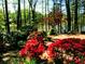 Landscaped lakefront property with lush greenery and vibrant flowers at 213 Pine Crest Dr, Cumming, GA 30040