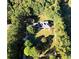 Aerial view of the home with surrounding trees and well-manicured yard at 866 Lee Byrd Rd, Loganville, GA 30052