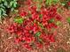 Close-up of a vibrant red azalea bush surrounded by wood mulch at 2495 Se Glendale Se Cir, Smyrna, GA 30080