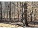 A wooded backyard landscape with a number of trees and leaf covered ground at 7382 Knox Bridge Hwy, Canton, GA 30114