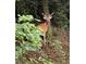 Buck peering through foliage in a wooded area, showcasing the natural wildlife that visits the property at 437 Westmeath Sw Dr, Atlanta, GA 30310