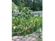 A vibrant flower garden featuring sunflowers, zinnias, and snapdragons blooming near a brick retaining wall, with bee hives in the background at 437 Westmeath Sw Dr, Atlanta, GA 30310