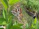 Close-up shot of a Gulf Fritillary butterfly with orange and white patterned wings, perched on lush green foliage, a beautiful natural moment at 437 Westmeath Sw Dr, Atlanta, GA 30310