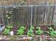 A squash garden in raised bed featuring young, healthy plants and supportive trellis structure at 437 Westmeath Sw Dr, Atlanta, GA 30310