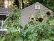 A garden of sunflowers with a variety of shades of yellow and red, behind the home at 437 Westmeath Sw Dr, Atlanta, GA 30310
