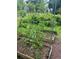 Tomato plants and raised beds with a trellis and wooden frame, surrounded by mulch at 437 Westmeath Sw Dr, Atlanta, GA 30310