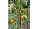Close-up of ripening tomatoes on the vine, showcasing the garden's fresh produce with the home's exterior visible in the background at 437 Westmeath Sw Dr, Atlanta, GA 30310