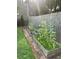 A vegetable garden with raised beds, showcasing rows of thriving sunflower plants at 437 Westmeath Sw Dr, Atlanta, GA 30310