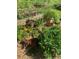 Diverse vegetable garden showing thriving herbs and plants, highlighted by marigolds and decorative pottery, all in a wood-mulched area at 437 Westmeath Sw Dr, Atlanta, GA 30310