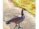 Canadian Goose walking on path at 2413 Hillside Ave, Decatur, GA 30032