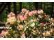 Close up of healthy flowering rhododendron shrub planted in home's beautiful garden at 6435 Ivey Creek Cir, Cumming, GA 30040