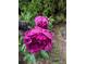 Close-up of a beautiful pink peony in full bloom, surrounded by green foliage at 3157 Oakdale Rd, Hapeville, GA 30354