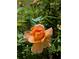Beautiful peach-colored rose in full bloom with healthy leaves and sunlight at 3157 Oakdale Rd, Hapeville, GA 30354