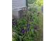 Beautiful patch of purple iris flowers growing near an air conditioning unit at 3157 Oakdale Rd, Hapeville, GA 30354