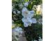 Cluster of elegant white flowers in bloom with lush green leaves at 3157 Oakdale Rd, Hapeville, GA 30354