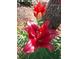 Vibrant red lilies blooming near a tree, adding a touch of elegance to the garden at 226 Saul Dr, Ellenwood, GA 30294