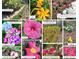 Collage of various spring and summer blooms accenting the property's landscaping at 4314 Deep Springs Nw Ct, Kennesaw, GA 30144
