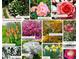 Collage of various spring and summer blooms accenting the property's landscaping at 4314 Deep Springs Nw Ct, Kennesaw, GA 30144