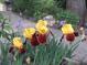 Charming garden displaying yellow and burgundy irises along a concrete walkway, enhancing the outdoor appeal at 3620 Highpoint Rd, Cumming, GA 30041