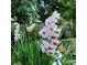 Beautiful gladiolus flowers in the garden offer lovely curb appeal at 3620 Highpoint Rd, Cumming, GA 30041