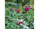 Lush garden featuring vibrant pink dahlias and hydrangeas, creating a colorful backyard landscape at 3620 Highpoint Rd, Cumming, GA 30041