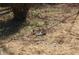 Outdoor shot of cat sleeping in the grass at 2568 Loghaven Nw Dr, Atlanta, GA 30318